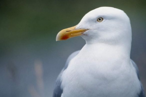 Gullnak táncolni kellett, hogy ételt kapjon